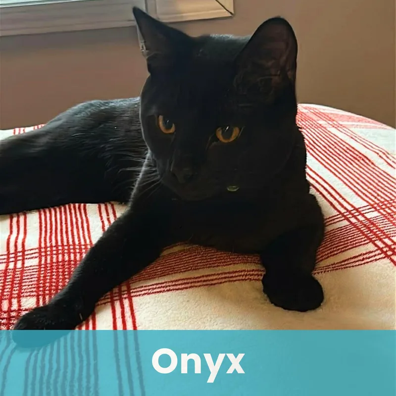 A baby medium-sized male Domestic Short Hair cat named Onyx for adoption in Rochester , NY