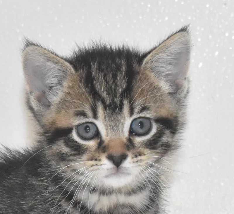 A baby large-sized male Domestic Short Hair cat named Carlisle for adoption in Springfield, OH