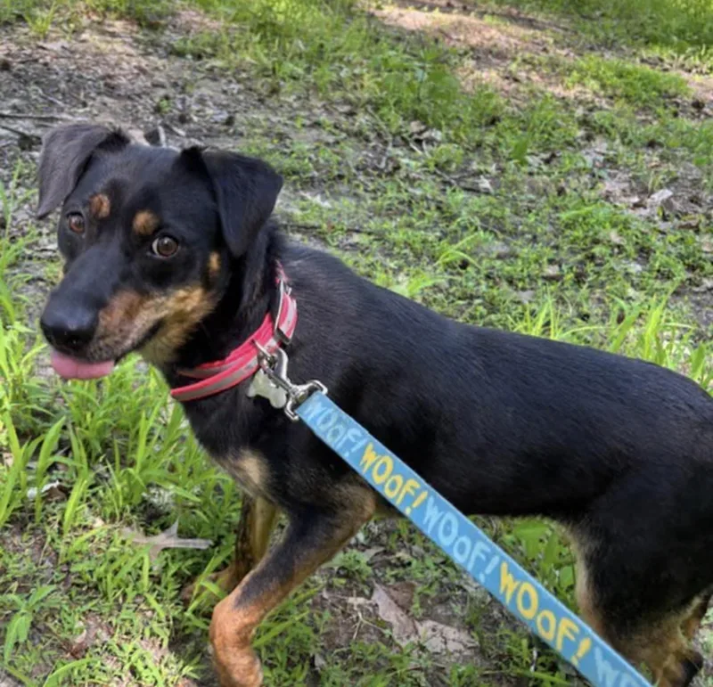 An adult medium-sized female Black Australian Shepherd dog named Raquel for adoption in Watertown, CT