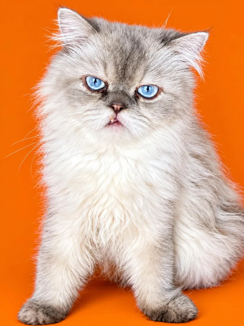 A young medium-sized female Himalayan cat named Marble for adoption in Middletown, DE