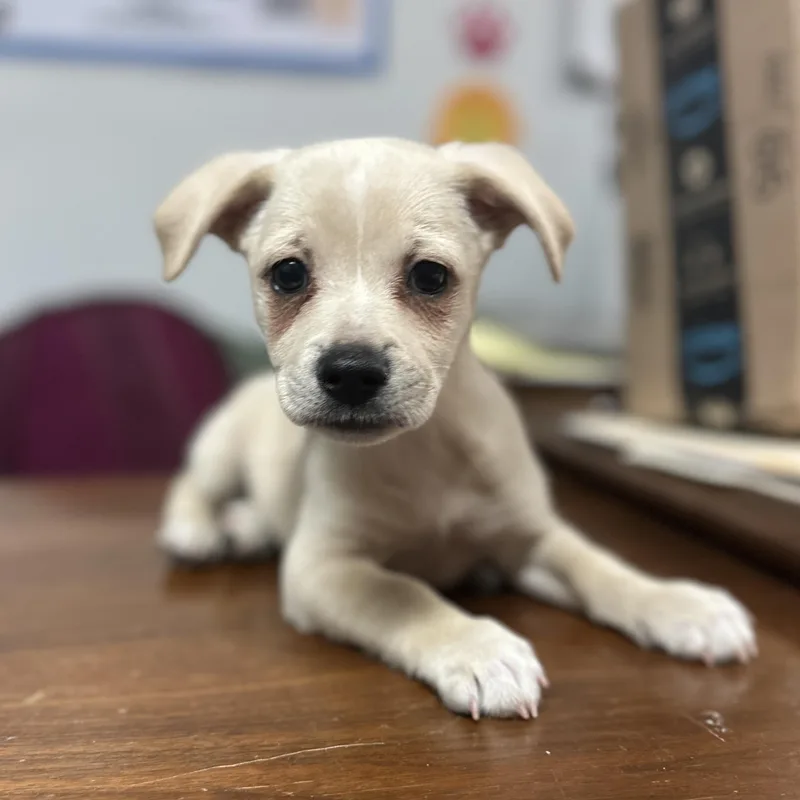 A baby small-sized male Yellow / Tan / Blond / Fawn Terrier dog named Pog for adoption in Columbia, SC