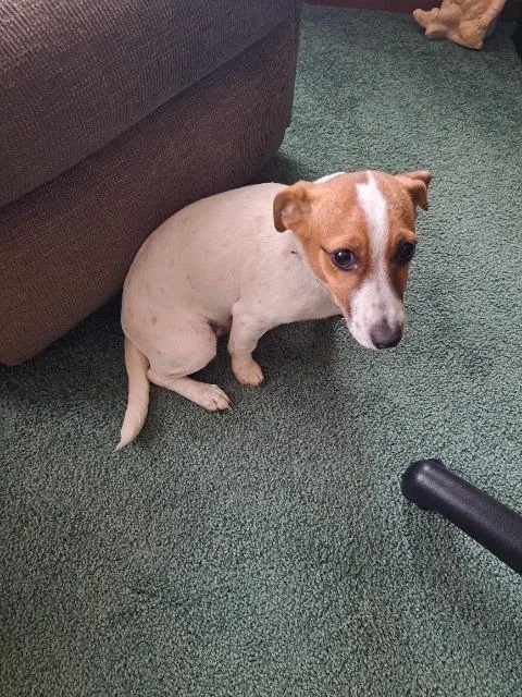 Toby thumbnail 2