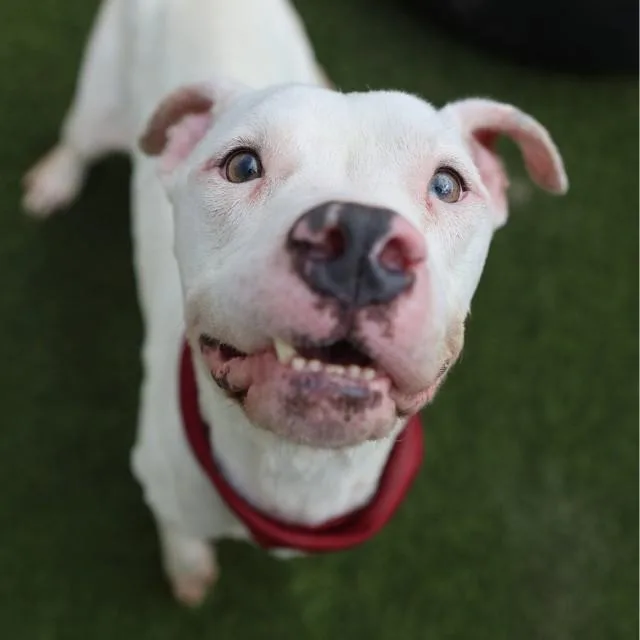 A young medium-sized male American Staffordshire Terrier dog named Krypto for adoption in San Antonio, TX