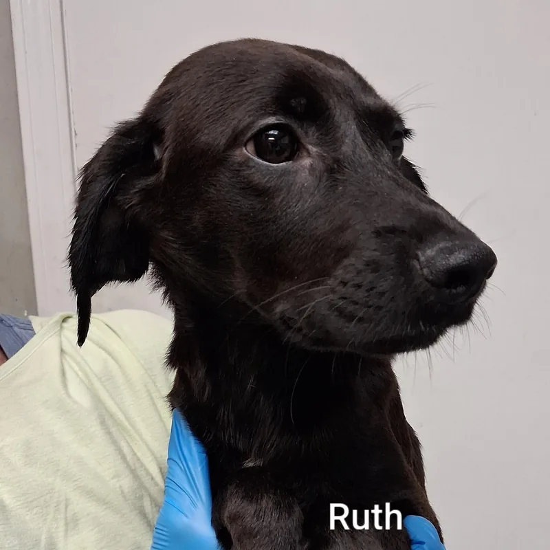 A baby medium-sized female Labrador Retriever dog named Ruth for adoption in Maynardville, TN
