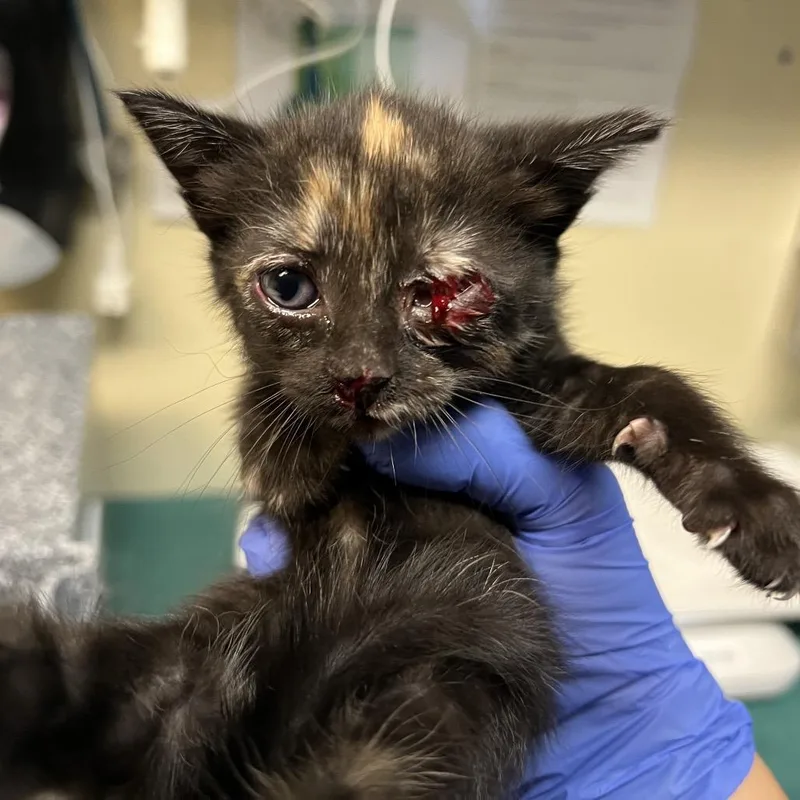 A baby small-sized female Black Domestic Short Hair cat named Gila for adoption in Pasadena, CA