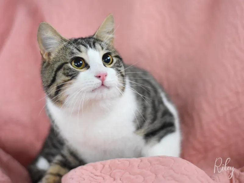 An adult medium-sized male Tabby (Brown / Chocolate) Domestic Short Hair cat named Riley for adoption in Conroe, TX