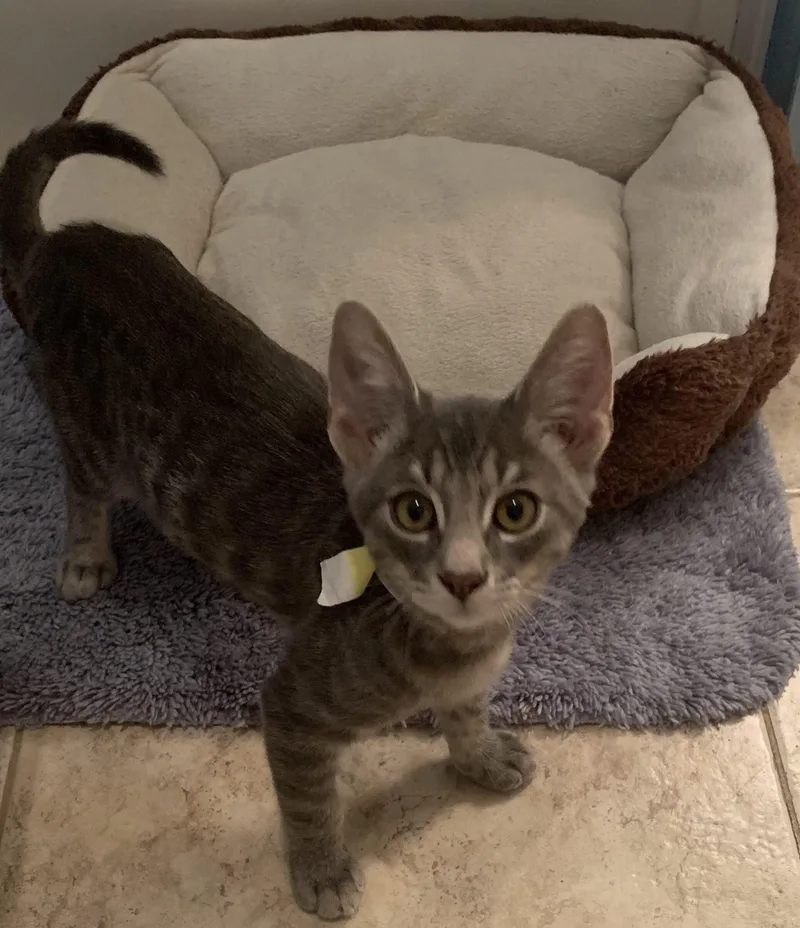 A baby small-sized male Tabby (Gray / Blue / Silver) Tabby cat named Diego for adoption in Gilbert, AZ
