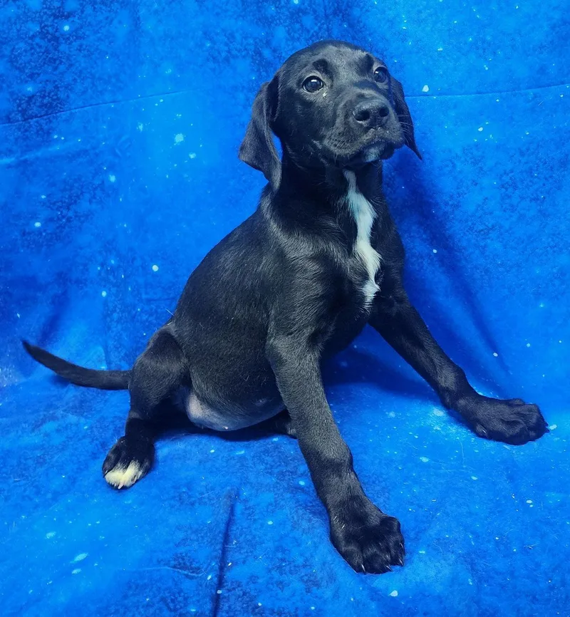 Violet Vanderfeller thumbnail 2