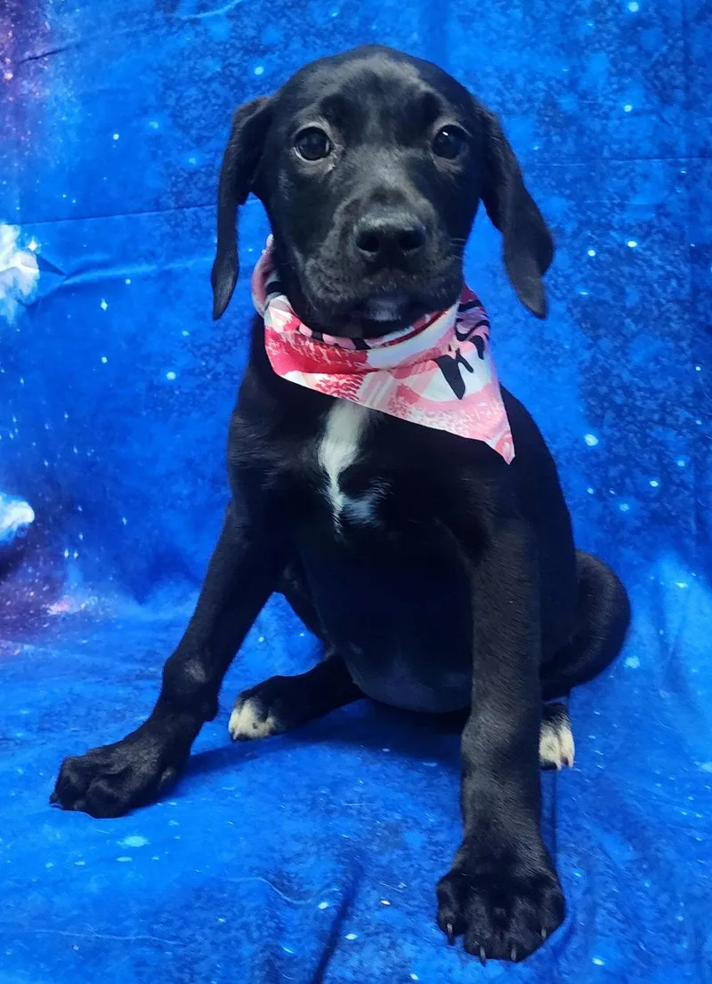 Violet Vanderfeller thumbnail 3