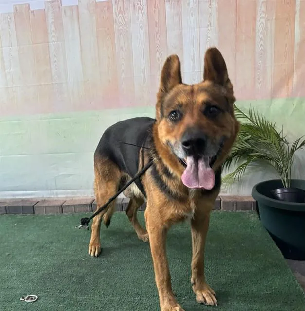 A senior medium-sized male German Shepherd Dog dog named Maximus for adoption in Baldwin Park, CA