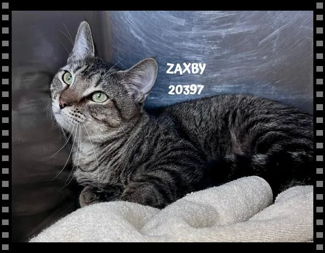 A young medium-sized male Tabby (Gray / Blue / Silver) Domestic Short Hair cat named Zaxby for adoption in Marietta, GA