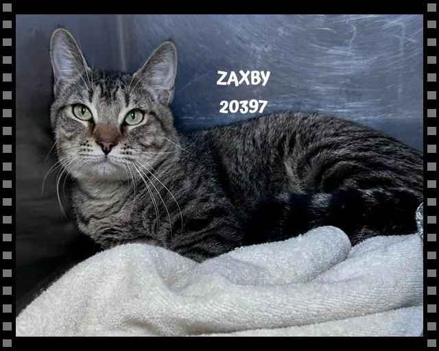 Zaxby thumbnail 2