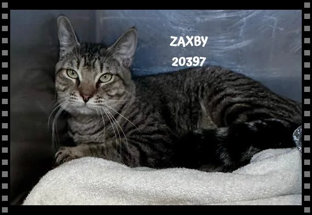 Zaxby thumbnail 3