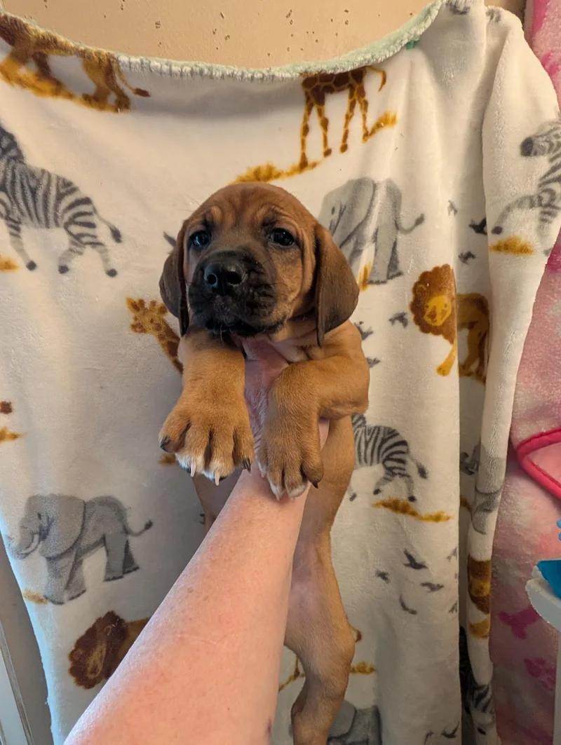 A baby medium-sized female Red / Chestnut / Orange Redbone Coonhound dog named Maple for adoption in Browns Mills, NJ