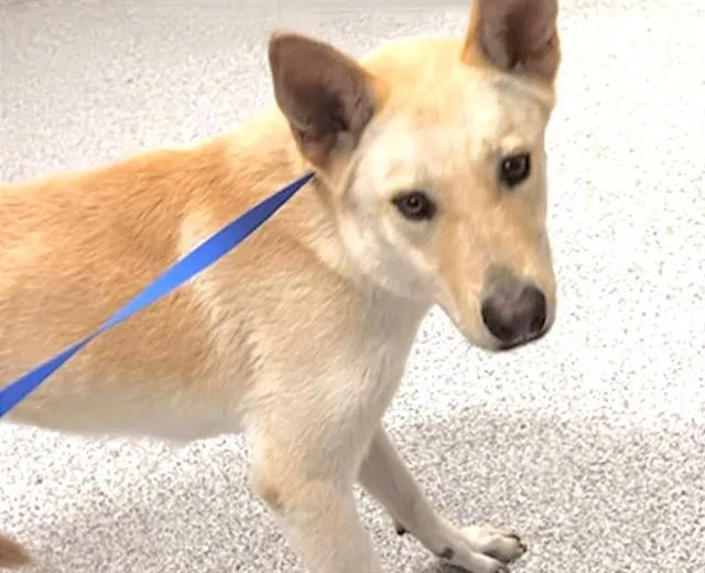 An adult small-sized female Labrador Retriever dog named Bella for adoption in Houston, TX