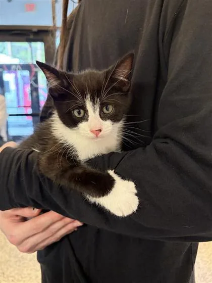 A baby small-sized male Domestic Short Hair cat named Png for adoption in West Chester, PA
