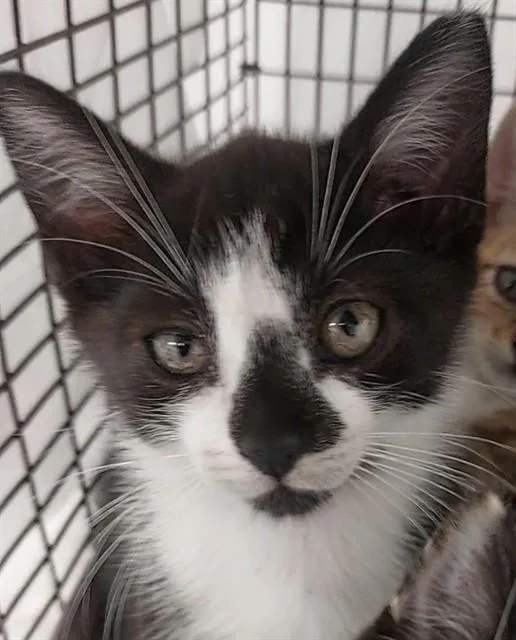 A baby small-sized male Domestic Short Hair cat named Hudson for adoption in Fort Lauderdale, FL
