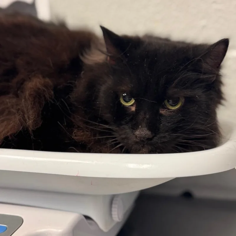 A senior extra large-sized male Black Domestic Long Hair cat named Ajax for adoption in Birdsboro, PA