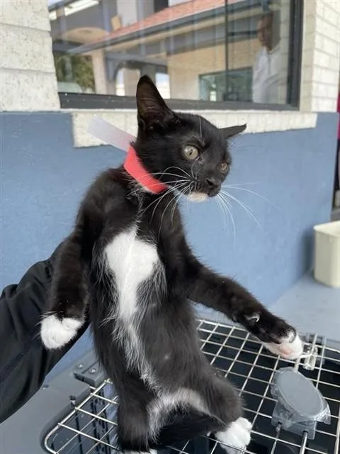 A baby small-sized female Domestic Short Hair cat named Red for adoption in Houston, TX
