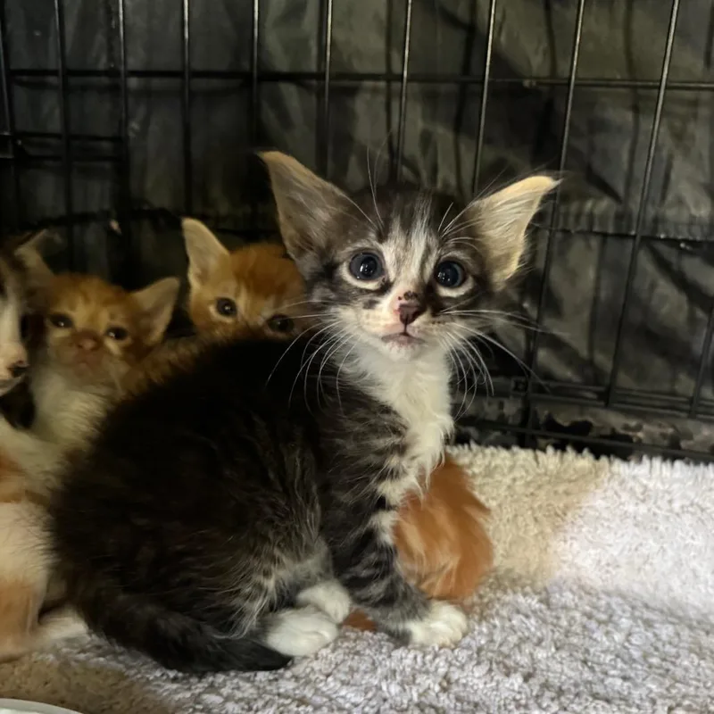 A baby small-sized female Buff / Tan / Fawn Domestic Short Hair cat named Rebel for adoption in Fredericksburg, TX