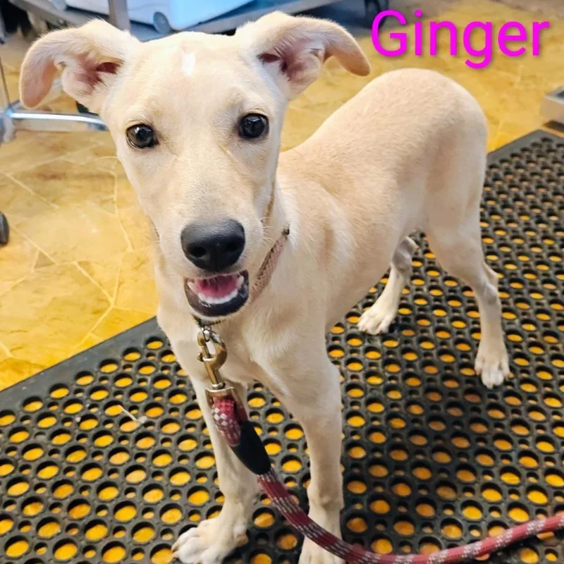 A baby medium-sized female Labrador Retriever dog named Ginger for adoption in Chicago, IL