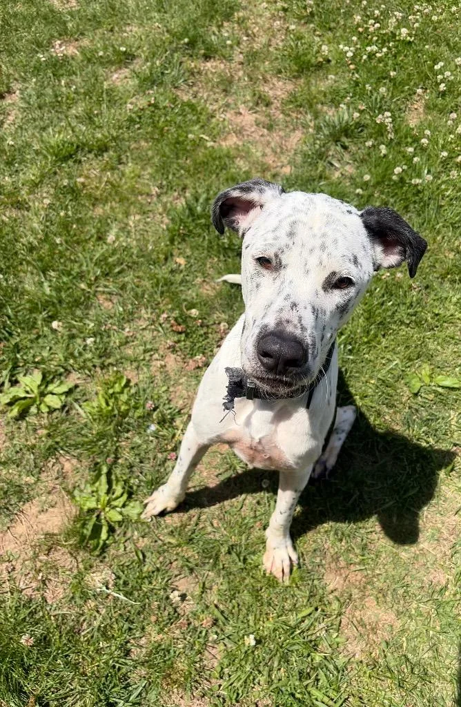 A baby large-sized male Dalmatian dog named Link for adoption in Gallatin, TN