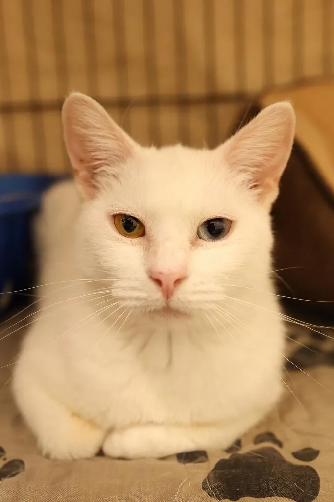 An adult medium-sized female White Domestic Short Hair cat named Selene for adoption in Mira Loma, CA