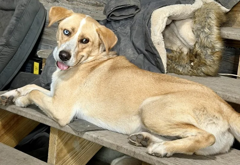 A young medium-sized male Yellow Labrador Retriever dog named Ryder for adoption in YALE, SD