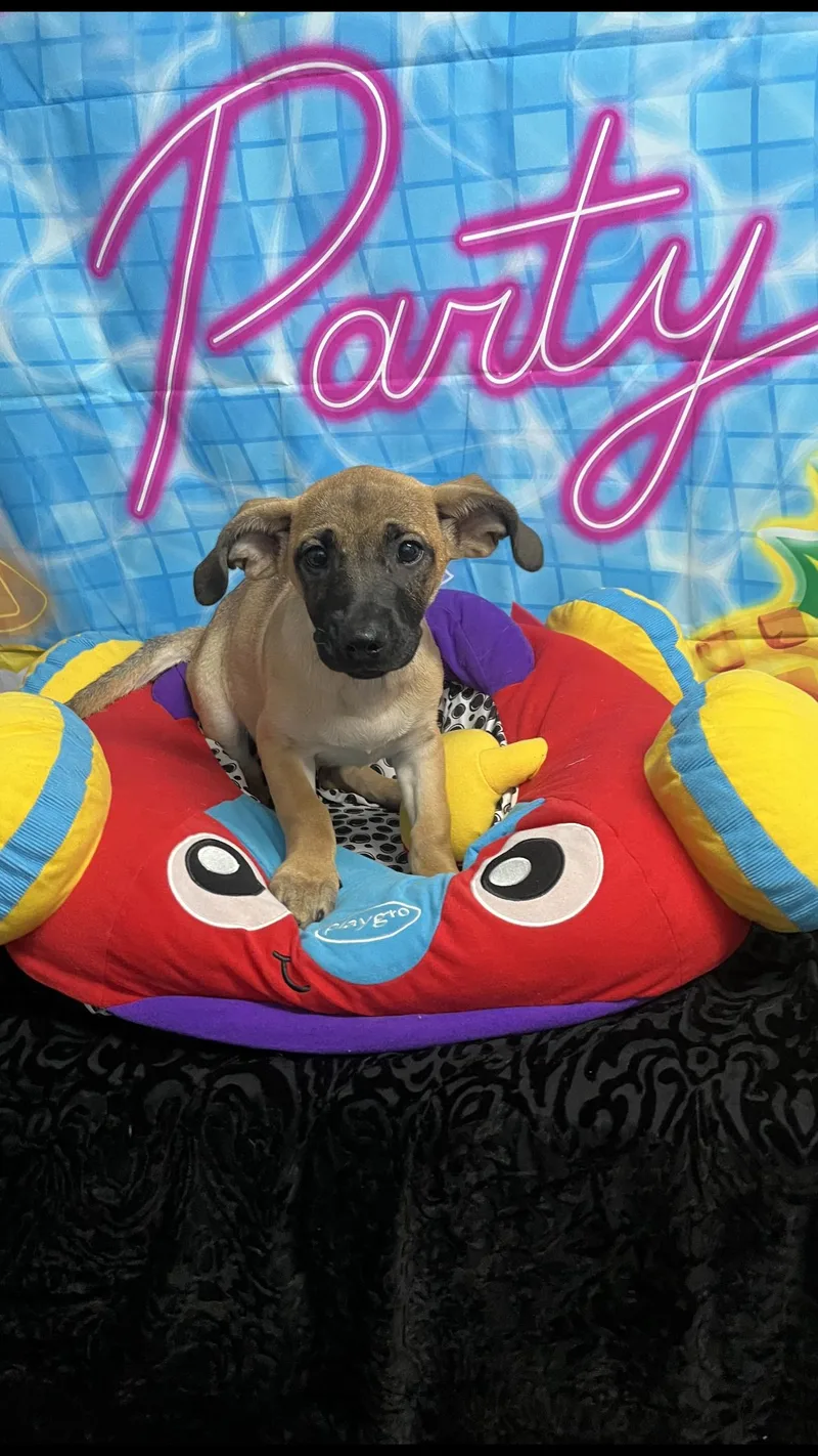 Toto thumbnail 3