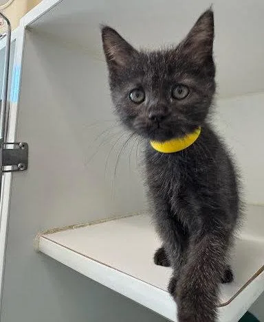 A baby small-sized female Domestic Medium Hair cat named Irina for adoption in Oakland, CA