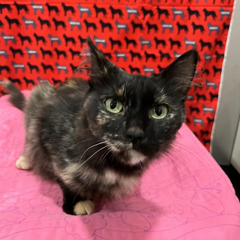 An adult medium-sized female Domestic Medium Hair cat named Jinx for adoption in Washburn, MO