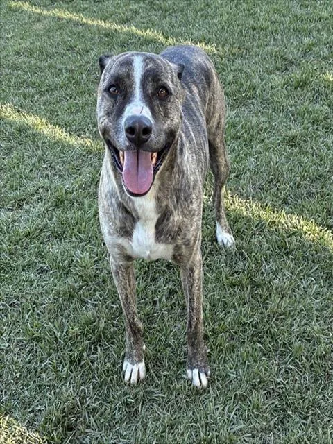 An adult medium-sized male Pit Bull Terrier dog named Titan for adoption in Riverside, CA