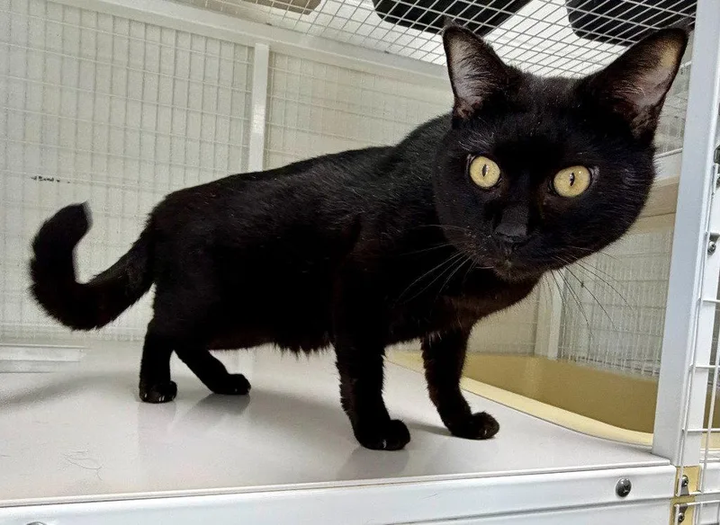 An adult medium-sized male Black Domestic Short Hair cat named Betelgeuse for adoption in St. Helens, OR
