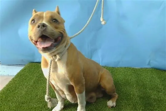 A young medium-sized female American Bulldog dog named A for adoption in Gardena, CA