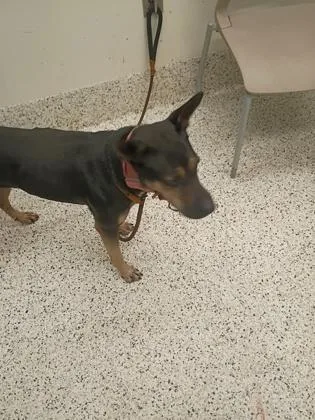 An adult medium-sized female Mixed Breed dog named Faruka for adoption in Atlanta, GA
