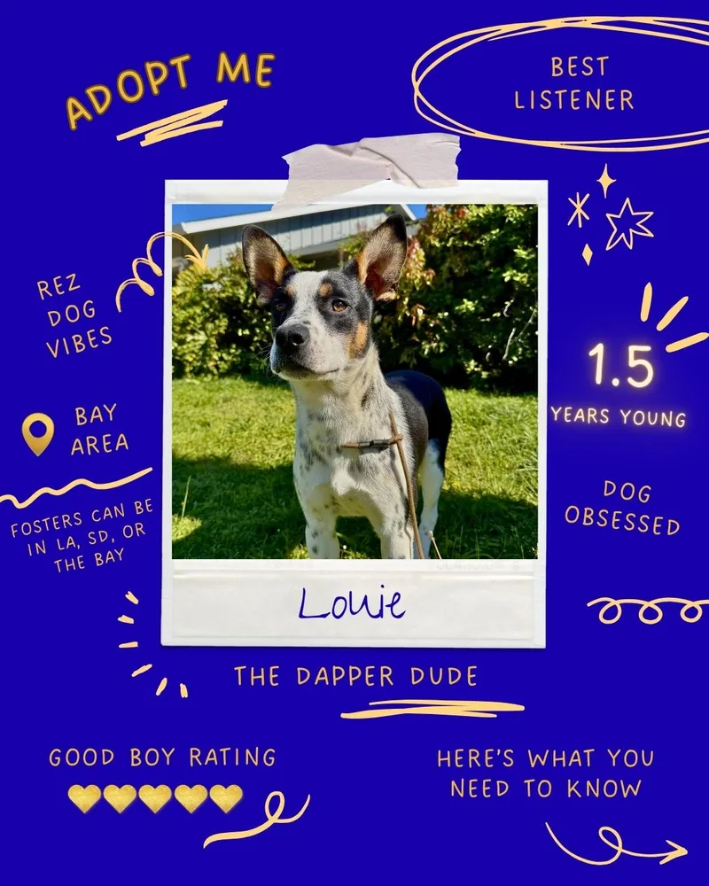 Louie thumbnail 2
