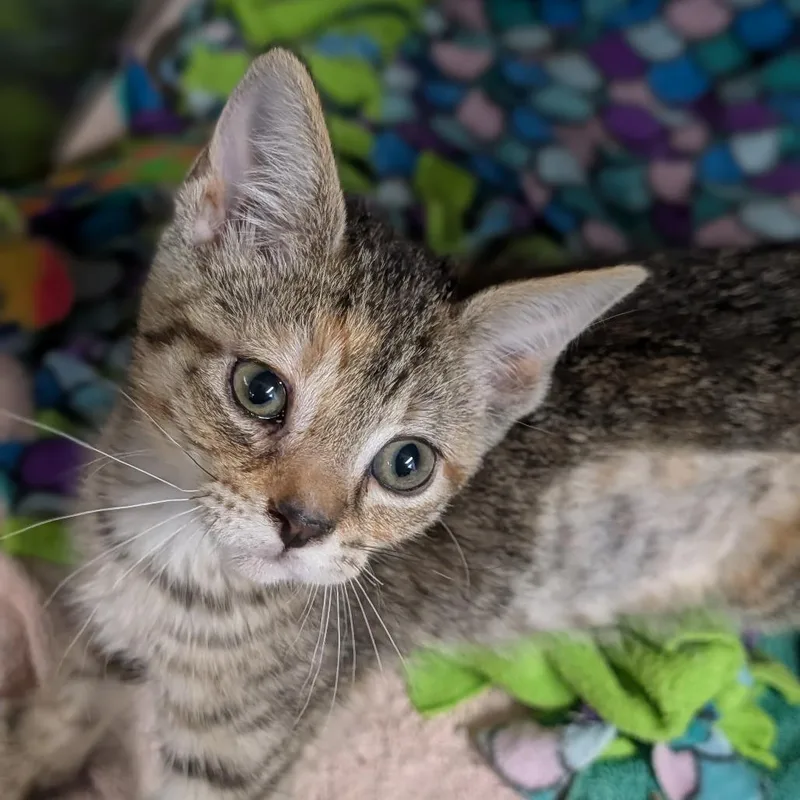 A baby medium-sized female Torbie Domestic Short Hair cat named Mask for adoption in Cape Girardeau, MO
