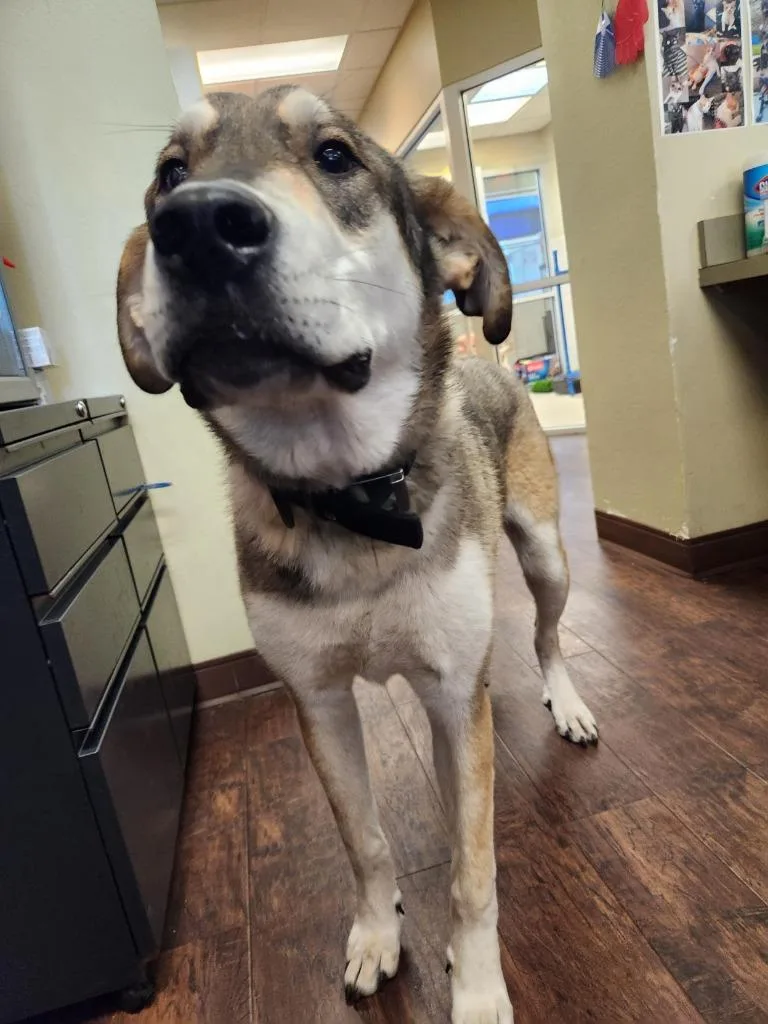 A baby extra large-sized male Anatolian Shepherd dog named Dog Kennel  Dante for adoption in Greenville, TX