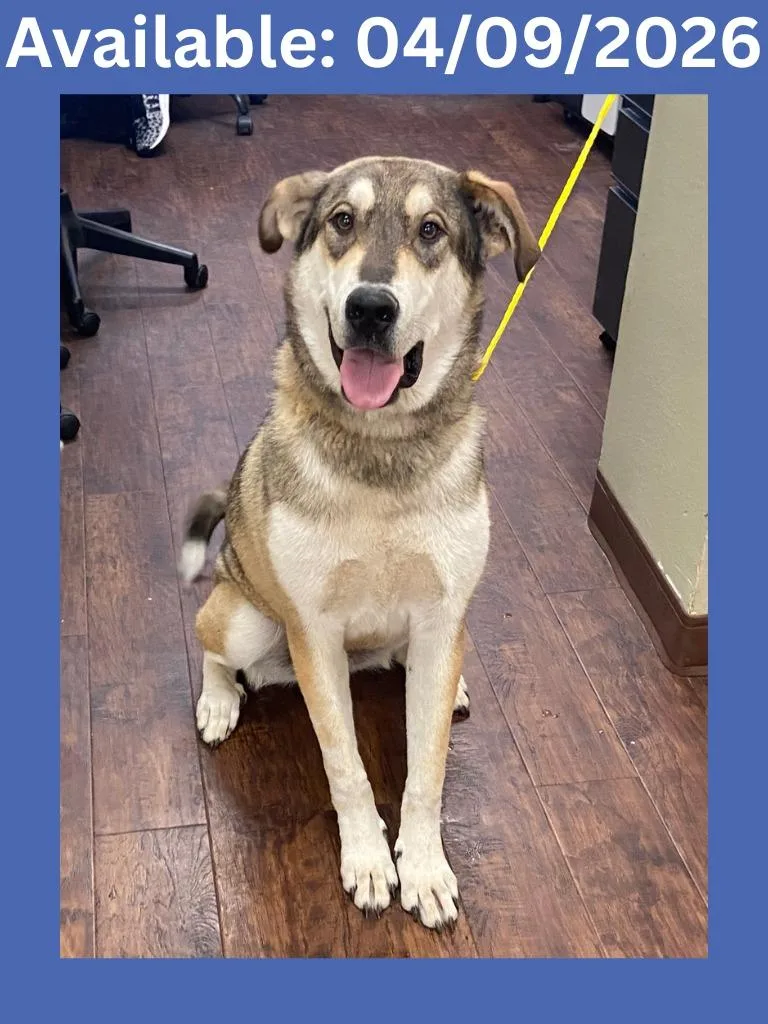 Dog Kennel  Dante thumbnail 2