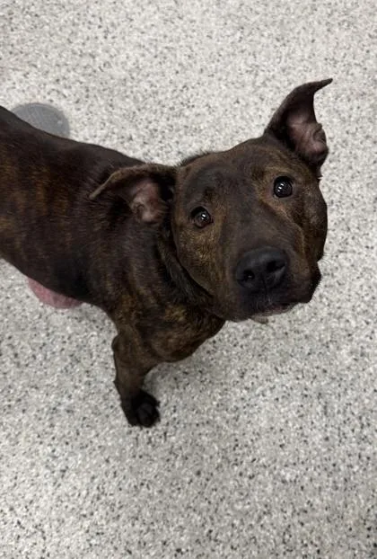 An adult medium-sized female Brown / Chocolate Pit Bull Terrier dog named Ava for adoption in Kansas City, MO