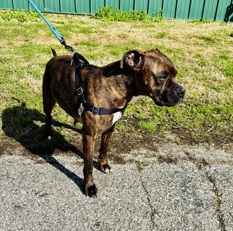 Miss Priss! thumbnail 2