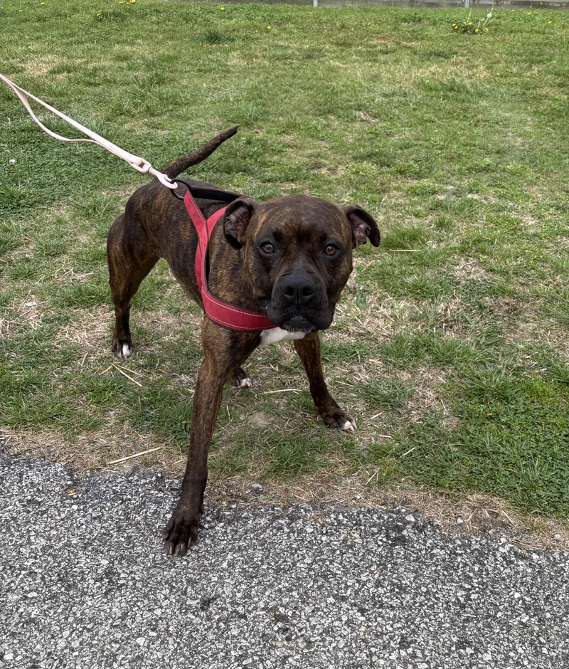 Miss Priss! thumbnail 3