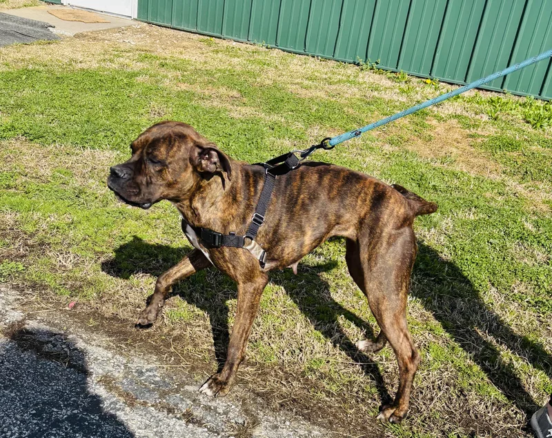 Miss Priss! thumbnail 4