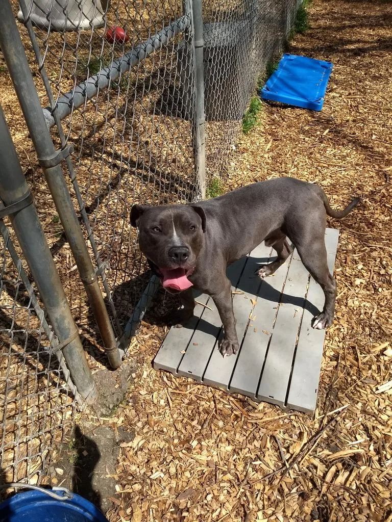 A young large-sized male Gray / Blue / Silver Pit Bull Terrier dog named Baloo for adoption in Petersburg, VA