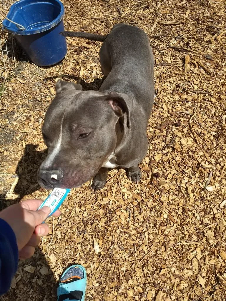 Baloo thumbnail 2