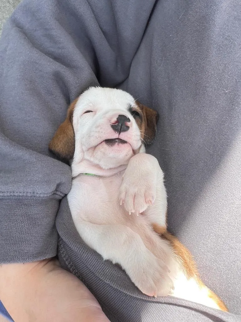 A baby small-sized male Mixed Breed dog named Washington for adoption in Murray, KY