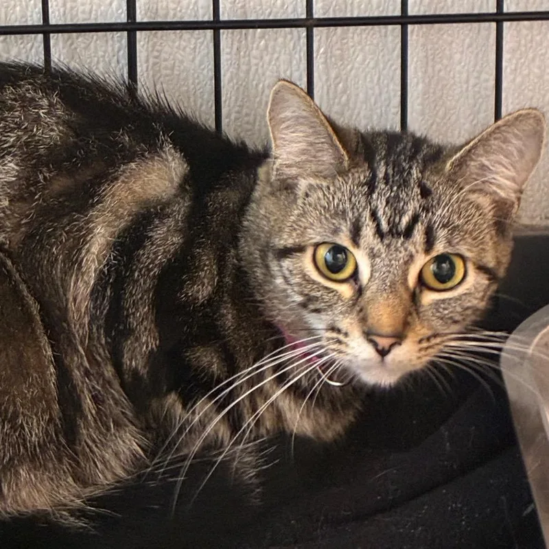 A young medium-sized female Black Domestic Short Hair cat named Betsy for adoption in Uniontown, PA