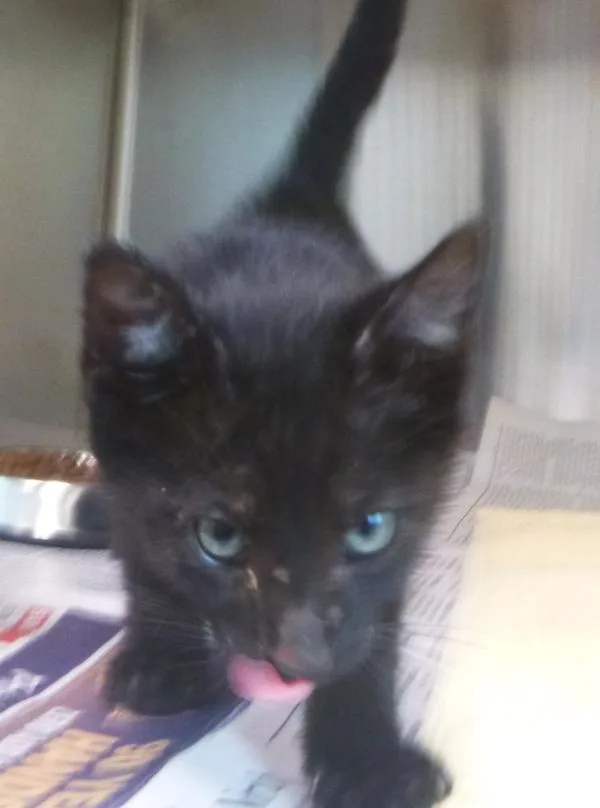 A baby small-sized male Domestic Short Hair cat named Andy for adoption in Lafayette, LA