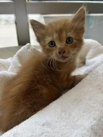 A baby small-sized male Domestic Short Hair cat named Cheeto for adoption in San Antonio, TX