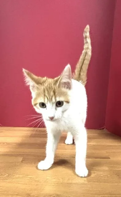 A baby medium-sized female Orange & White Domestic Short Hair cat named Lindenwood for adoption in Hawk Point, MO